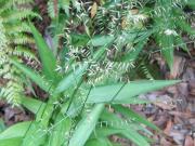 Lophatherum gracile. MTC